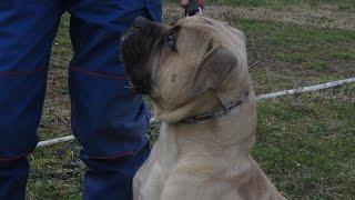 Kan | dog guard team