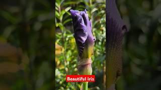 Beautiful Iris growing in a large planter #iris #garden #plants
