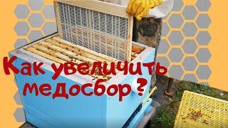 Эффективные способы увеличения медосбора на главном взятке.