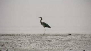 Ephemeral eyE: Blue Heron