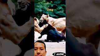 #animals #lion #tiger #dog #fight #duet #wildlions #musiclyrics #wildlife #wildlion @MrBeast