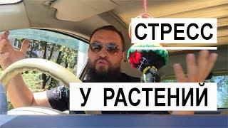 Обо всем за рулем #3 / Стресс у растения / Mr.GrowChannel