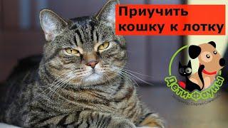 Как приучить уличную кошку к лотку? Основные принципы