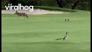 Real Life Coyote and Roadrunner Meet || ViralHog