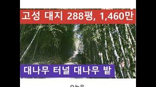 고성 대지 288평, 1,460만 (대나무 터널 대나무 밭)