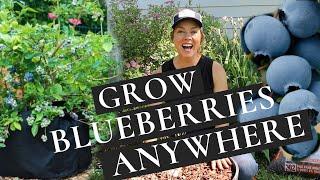 Growing Blueberries in Pots - the easy way to grow blueberries anywhere!