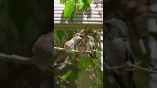 Hummingbird Mom Olive Feeding Daisy 4 days After She Left the Nest