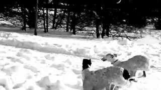 Greyhound&Galgo sulla neve