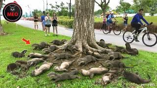 Incredible Moments Caught on Camera  (P137)