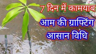 सीखें आम की कलम बांधने का आसान तरीका! Mango plant V grafting Technique