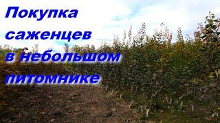 Покупка саженцев  в небольшом ПИТОМНИКЕ  Как происходит выкопка саженца