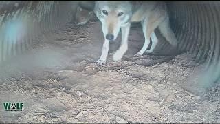 Red Wolves Share Celebratory smooch