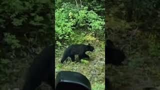 Bear spotted near Lake Louise ... #bear #bears #wildlife #canada #canadianwildlife