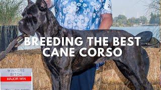 Want a TOP-NOTCH Cane Corso? Here's the REAL Secret