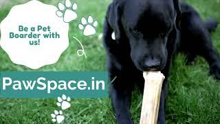 Be A Pet Boarder! | Meet PawSpace India!