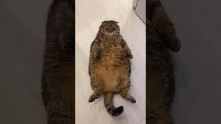 Вот это котище 