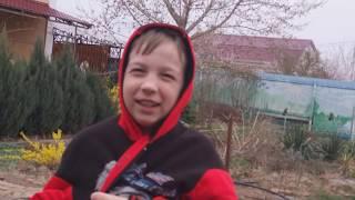 #Pigeon #Астрахань.   Голуби и мелкий дождь!2.04.20г