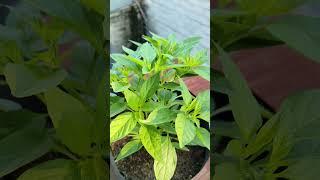 Fertile Once Cut the Top of Chili #chilli #shorts