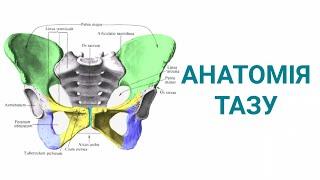 Анатомія тазу