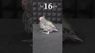 как растёт птенец кореллы #bird #love #parrots #корелла #subscribe #shorts #short #cocktail #youtube