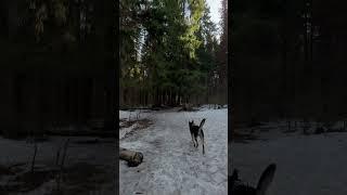 Мне так нравится тихий лес ️ #природа #nature #весна #snow #лес #mountains #winter #спокойствие