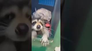 Kiss Kiss Cat V8 #cat #funnycat #kisscat