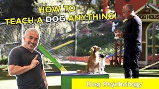 HOW TO TEACH A DOG ANYTHING! With Cesar Millan!