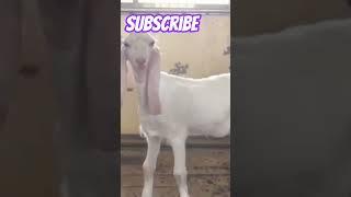 ATIK GOAT FORM ️