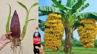 How to propagate banana tree from flower using this simple technique to get fruit quickly