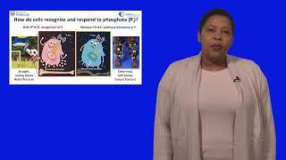 Pitt 3MT Winning Thesis Defense by Nadine Robert: How Do Cells Recognize and Respond to Phosphate?