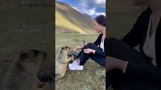 Feeds marmots | Marmots eat cookies | Bobak marmot #animals #shorts