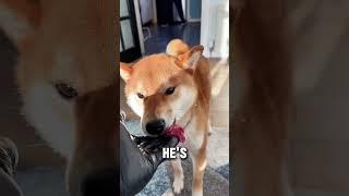 Always Up for a Bit of Food ️ #funny #funnyvideo #happy #dogs #vuralvideo #pets #shorts #viral