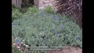 Salvia chamaedryoides - Germander Sage