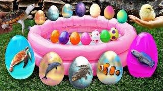 Colorful surprise eggs, lobster, snake, cichlid, betta fish, turtle, butterfly fish, jelly fish