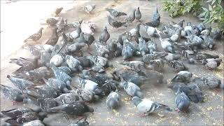 Голуби кишмя кишат кишмиш на кишку  (A Hundreds of Street Pigeons)