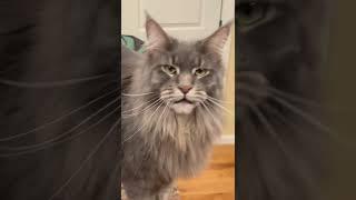 Talking Maine Coon and Ragdoll Cat | Blue Tabby #shorts