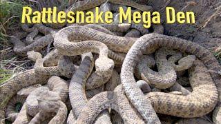 RattleSnake Mega Den Footage