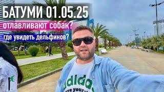 Батуми 01.05.25 Где увидеть дельфинов? Отлавливают собак?