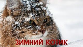 ЗИМНИЙ КОТИК