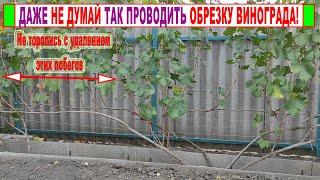  Никогда ТАК не НАЧИНАЙТЕ ОБРЕЗКУ ВИНОГРАДА осенью. Большую ГЛУПОСТЬ даже трудно придумать!