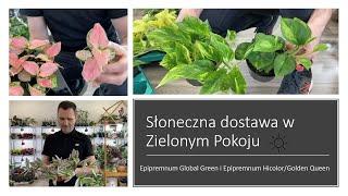 Słoneczna dostawa w Zielonym Pokoju. Epipremnum Global Green i Hicolor