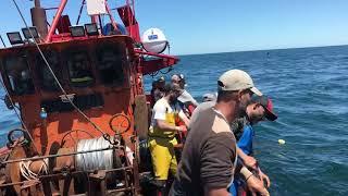 Pesca artesanal de anchoita en mar del plata