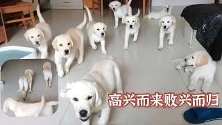 旺歌一家：71天的拉布拉多幼犬咋这么聪明呐！10小狗崽子啥都懂