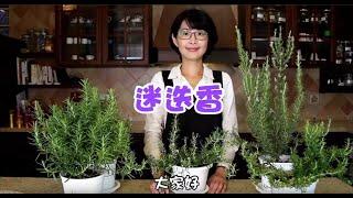 迷迭香到底開花不開花？ | 料理香草系列 | 森林有塊田