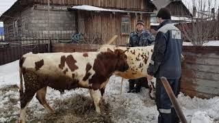 Айширские телочки.Подросли.Осеменяем.