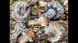 Pilzportrait -  Strubbelkopfröhrling, The old man of the woods | Strobilomyces strobilaceus