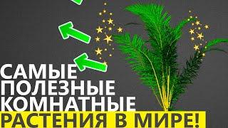 ФИТОНЦИДЫ = ИММУНИТЕТ! Вы даже не представляете какая это сила против вирусов!