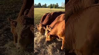 A beautiful morning, the Akaushi cattle are enjoying some fresh hay. #cow #akaushi #waygu #farming