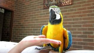 The Real Macaw Talking Parrot