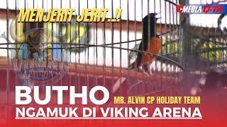 MENJERIT JERIT..!! BUTHO NGAMUK DI ANNIVERSARY VIKING ARENA BANDUNG || ALVIN CP HOLIDAY TEAM